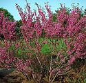 Cercis Canadensis 'Clump'