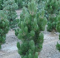 Pinus luecodermis 'Satellite'