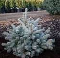 Picea pungens glauca 'Montgomery'
