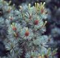 Pinus parviflora 'Glauca'