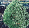 Pinus resinosa 'Nana'