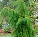 Taxodium distichum 'Falling Waters'