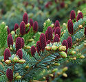 Picea abies 'Acrocona Pusch'