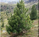 Pinus cembra