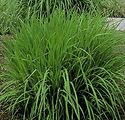 Andropogon gerrardii