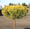 Pinus mugo 'Lemon Lollipop'