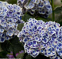 Hydrangea macrophylla 'Ramars'