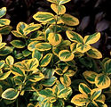 Euonymus fortunei 'Roemertwo'