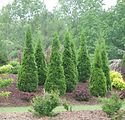 Thuja occidentalis 'Art Boe'