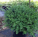 Buxus Wilson