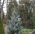 Picea omorika 'Bruns'