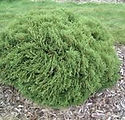 Thuja Occidentalis 'Hetz Midget'