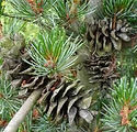 Pinus parviflora