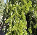 Abies alba 'Pendula'