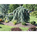 Cedrus atlantica glauca 'Pendula'