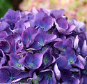 Hydrangea macrophylla 'Ragra'