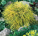 Chamaecyparis pisifera 'Kings Gold'