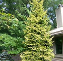 Picea orientalis 'Skylands'
