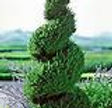 Picea glauca 'Conica Spiral'