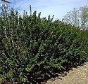 Cotoneaster lucidus