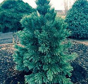 Pinus flexis 'Vanderwolf's Pyramid'