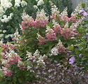 Hydrangea paniculata 'DVP Pinky'