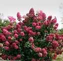 Hydrangea paniculata 'SMHPFL'