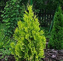 Thuja occidentalis 'Yellow Ribbon'