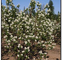 Amelanchier alnifolia 'Northline'