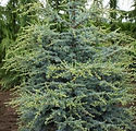 Cedrus atlantica 'Horstmann'