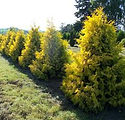 Thuja Occidentalis 'Techny Gold'