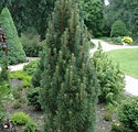 Pinus nigra 'Frank'