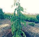 Chamaecyparis nootkatenis 'Pendula'