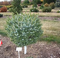 Picea omorika 'Nana'