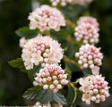 Physocarpus opulifolius 'SMPOTW'