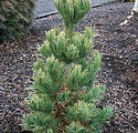 Pinus cembra 'Glauca'