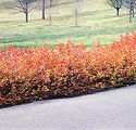 Rhus aromatica 'Gro-Low'