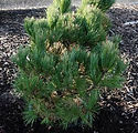 Pinus cembra 'Glauca Nana'