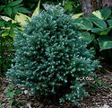 Chamaecyparis pisifera 'True Blue'