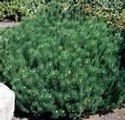 Pinus mugo 'Slowmound'