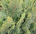 Chamaecyparis obtusa 'Nana Gracilis'
