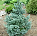 Abies lasiocarpa arizonica 'Glauca Compacta'
