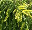 Picea abies 'Aurea'