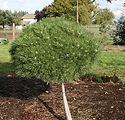 Pinus nigra 'Brepo® (Perrick Bregeon)'
