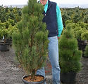 Pinus nigra 'Arnold Sentinel'