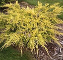 Juniperus 'Saybrook Gold'