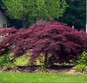 Acer palmatum var. dissectum 'Crimson Queen'