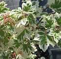 Acer campestre 'Carnival'