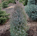Juniperus virginiana