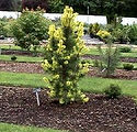 Pinus contorta 'Taylor's Sunburst'